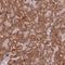 Cyclin J Like antibody, NBP2-14461, Novus Biologicals, Immunohistochemistry frozen image 