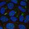 AP-5 complex subunit beta-1 antibody, PA5-64344, Invitrogen Antibodies, Immunofluorescence image 