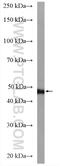 Dynein Cytoplasmic 1 Light Intermediate Chain 2 antibody, 18885-1-AP, Proteintech Group, Western Blot image 