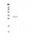 FOSL1 antibody, A03927-1, Boster Biological Technology, Western Blot image 