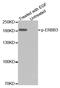 Erb-B2 Receptor Tyrosine Kinase 3 antibody, LS-C335936, Lifespan Biosciences, Western Blot image 