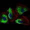 Thy-1 Cell Surface Antigen antibody, NBP2-37330, Novus Biologicals, Immunofluorescence image 
