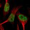 SWI/SNF-related matrix-associated actin-dependent regulator of chromatin subfamily A containing DEAD/H box 1 antibody, HPA016737, Atlas Antibodies, Immunofluorescence image 