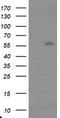 TRAF-interacting protein antibody, CF800090, Origene, Western Blot image 