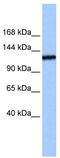 Testis Expressed 2 antibody, TA331043, Origene, Western Blot image 