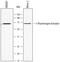 Plasminogen Activator, Tissue Type antibody, AF7449, R&D Systems, Western Blot image 