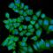 Regulator Of Chromosome Condensation 2 antibody, A06203-2, Boster Biological Technology, Immunofluorescence image 