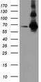 Zinc Finger Imprinted 2 antibody, M15131, Boster Biological Technology, Western Blot image 