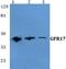 G Protein-Coupled Receptor 17 antibody, A07718, Boster Biological Technology, Western Blot image 