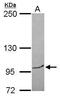 Bromodomain And PHD Finger Containing 3 antibody, PA5-31848, Invitrogen Antibodies, Western Blot image 