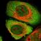 Cytohesin 1 Interacting Protein antibody, NBP1-88946, Novus Biologicals, Immunofluorescence image 