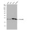 Transgelin antibody, NBP2-20405, Novus Biologicals, Western Blot image 