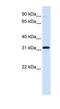 Eukaryotic Translation Elongation Factor 1 Beta 2 antibody, NBP1-53035, Novus Biologicals, Western Blot image 