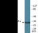 CCAAT Enhancer Binding Protein Epsilon antibody, EKC2219, Boster Biological Technology, Western Blot image 