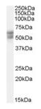 Thyroid Hormone Receptor Beta antibody, orb19576, Biorbyt, Western Blot image 