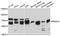 Protein Kinase AMP-Activated Catalytic Subunit Alpha 1 antibody, MBS127673, MyBioSource, Western Blot image 