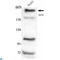 Nuclear Receptor Binding SET Domain Protein 1 antibody, LS-C813061, Lifespan Biosciences, Western Blot image 