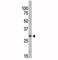 Sirtuin 5 antibody, F49521-0.4ML, NSJ Bioreagents, Immunohistochemistry frozen image 