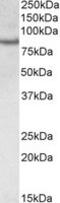 CREB Regulated Transcription Coactivator 2 antibody, MBS422609, MyBioSource, Western Blot image 