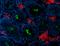 Basigin (Ok Blood Group) antibody, 123718, BioLegend, Immunohistochemistry frozen image 