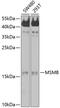 Microseminoprotein Beta antibody, 13-424, ProSci, Western Blot image 
