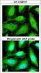 Thioredoxin Reductase 1 antibody, GTX108727, GeneTex, Immunocytochemistry image 