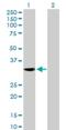 Neuronal Differentiation 4 antibody, H00058158-B02P, Novus Biologicals, Western Blot image 