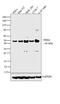 Egl-9 Family Hypoxia Inducible Factor 1 antibody, PA1-16524, Invitrogen Antibodies, Western Blot image 