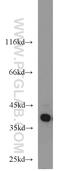 Heparin Binding Growth Factor antibody, 11344-1-AP, Proteintech Group, Western Blot image 
