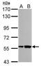 RNA-binding motif protein, Y chromosome, family 1 member A1/C antibody, PA5-22087, Invitrogen Antibodies, Western Blot image 