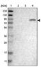 Engulfment and cell motility protein 2 antibody, NBP1-84554, Novus Biologicals, Western Blot image 