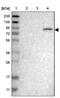 Engulfment And Cell Motility 2 antibody, NBP1-84554, Novus Biologicals, Western Blot image 