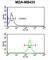 Glutathione S-Transferase Kappa 1 antibody, abx034548, Abbexa, Western Blot image 