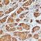 Secreted Phosphoprotein 1 antibody, MAB1433, R&D Systems, Immunohistochemistry frozen image 