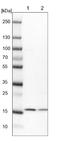 Potassium Voltage-Gated Channel Subfamily E Regulatory Subunit 5 antibody, NBP1-85835, Novus Biologicals, Western Blot image 