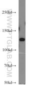 Zinc finger and BTB domain-containing protein 38 antibody, 21906-1-AP, Proteintech Group, Western Blot image 