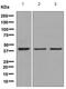 BUB3 Mitotic Checkpoint Protein antibody, ab133699, Abcam, Western Blot image 