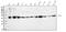 Ornithine Aminotransferase antibody, A01126-2, Boster Biological Technology, Western Blot image 