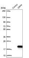 Pyroglutamylated RFamide Peptide antibody, PA5-60345, Invitrogen Antibodies, Western Blot image 