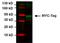 c-Myc Epitope Tag antibody, MA1-21316-D800, Invitrogen Antibodies, Western Blot image 