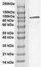 Signal Transducer And Activator Of Transcription 6 antibody, TA354961, Origene, Western Blot image 
