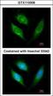 Apoptosis Inducing Factor Mitochondria Associated 1 antibody, GTX113306, GeneTex, Immunocytochemistry image 