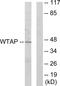 WT1 Associated Protein antibody, LS-C119050, Lifespan Biosciences, Western Blot image 