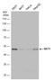 DExD-Box Helicase 39B antibody, PA5-27427, Invitrogen Antibodies, Western Blot image 