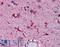 Ferritin Light Chain antibody, LS-B4383, Lifespan Biosciences, Immunohistochemistry paraffin image 