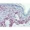 Lamin A/C antibody, PA1-5827, Invitrogen Antibodies, Immunohistochemistry paraffin image 