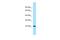 Vestigial Like Family Member 4 antibody, A08511, Boster Biological Technology, Western Blot image 
