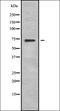 Calpain 6 antibody, orb338117, Biorbyt, Western Blot image 