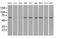 Leukotriene A4 Hydrolase antibody, MA5-24986, Invitrogen Antibodies, Western Blot image 