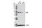 Interferon-inducible protein AIM2 antibody, 13095S, Cell Signaling Technology, Western Blot image 